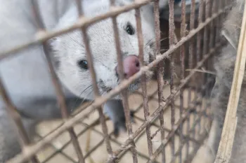 Description Mink fur farm in Pulandian, China 2023